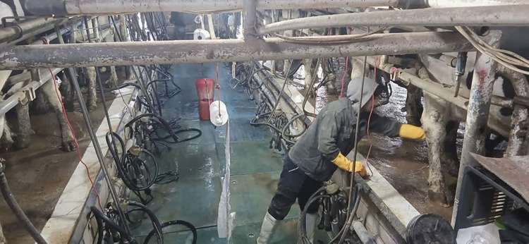 بازدید از گاوداری کشت‌وصنعت دشت خرم‌دره و بررسی پروژه شیر‌دوشی روتاری